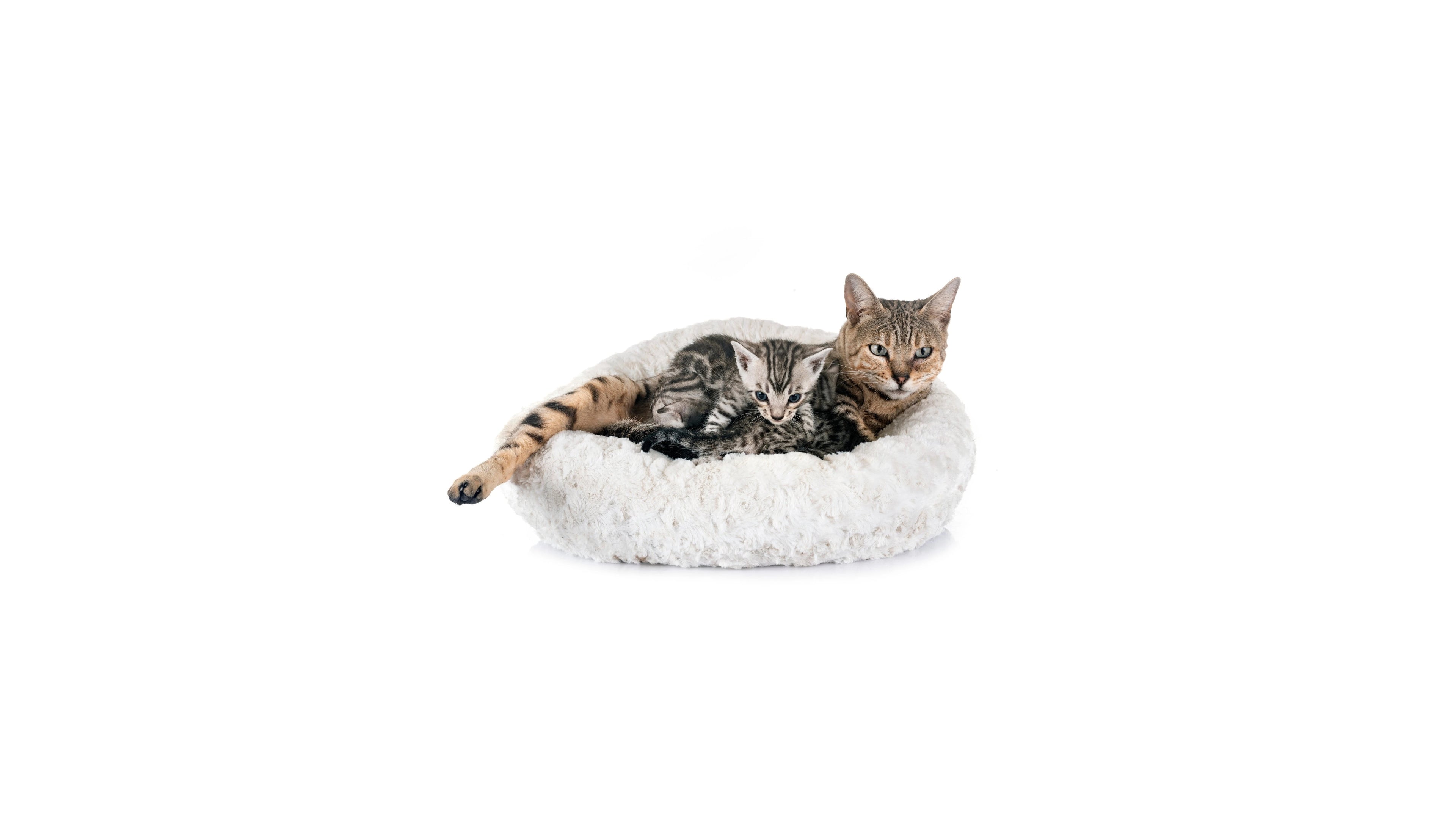 Cat Furniture