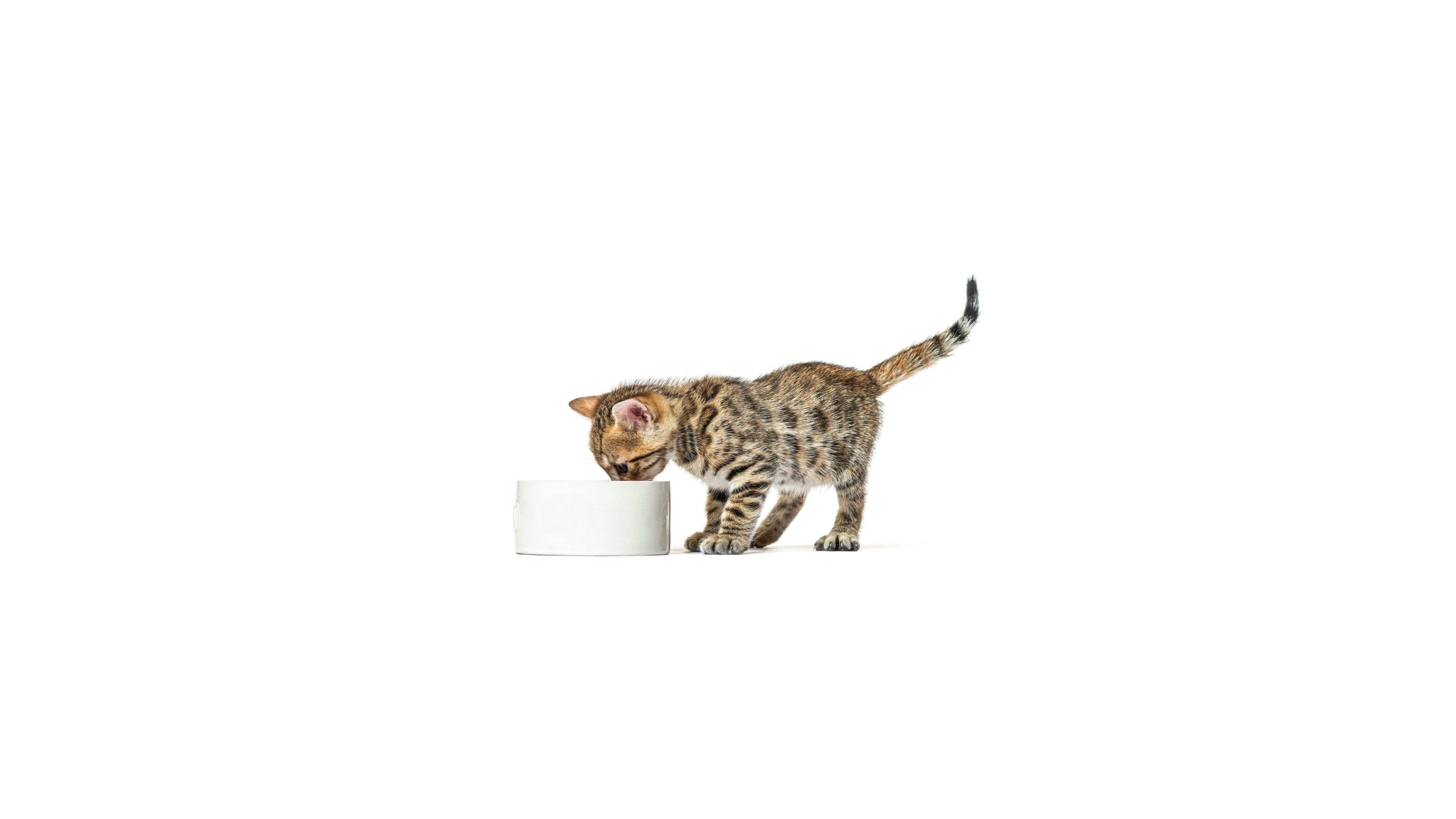 Cat Bowls, Feeders & Waterers