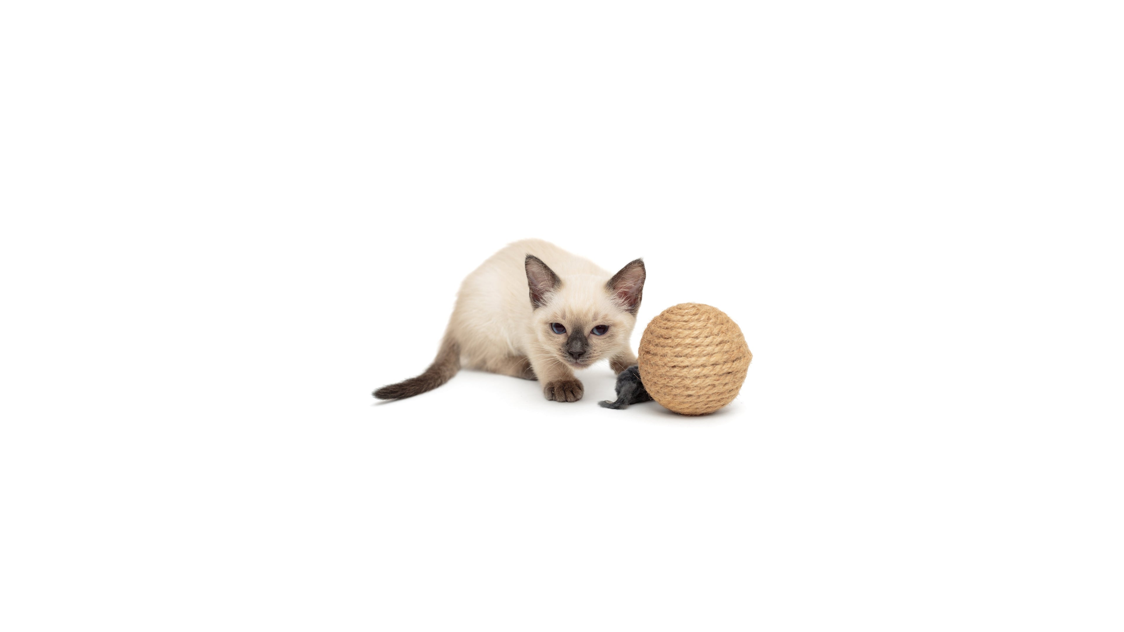 Cat Toys