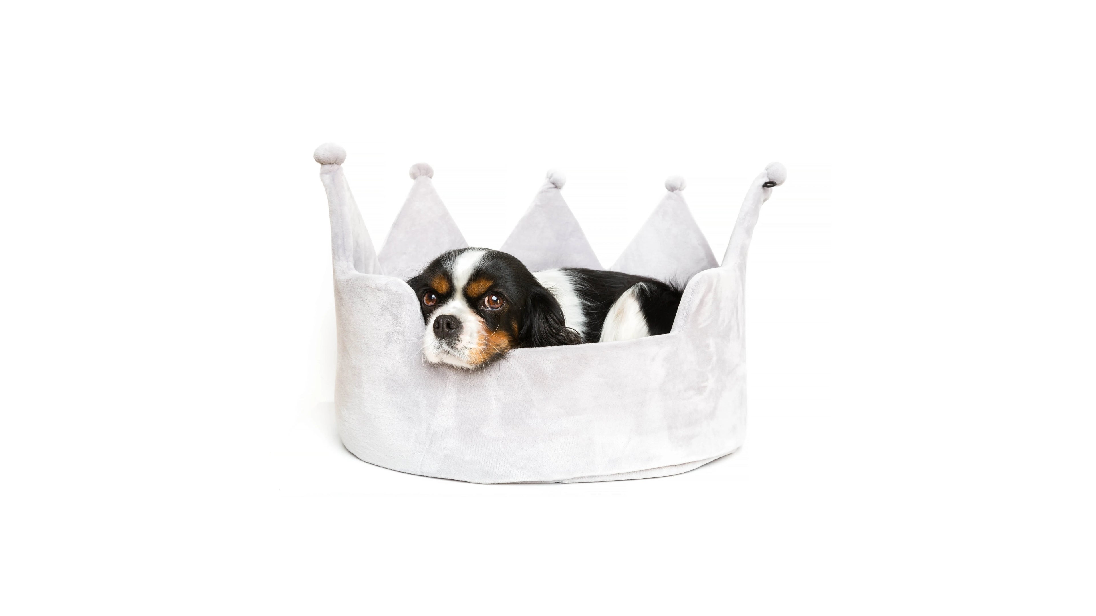 Dog Beds & Blankets