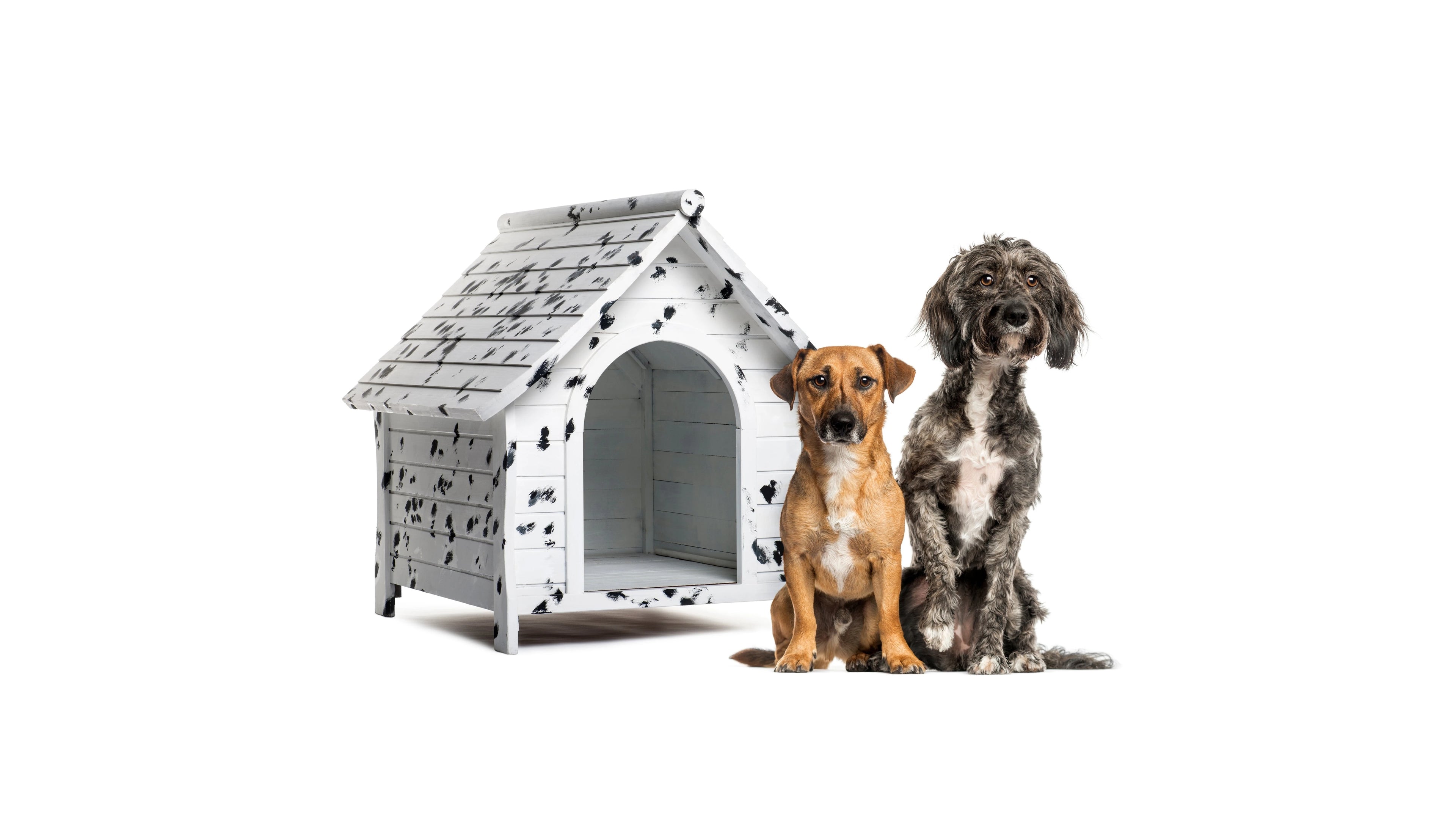Dog Kennels
