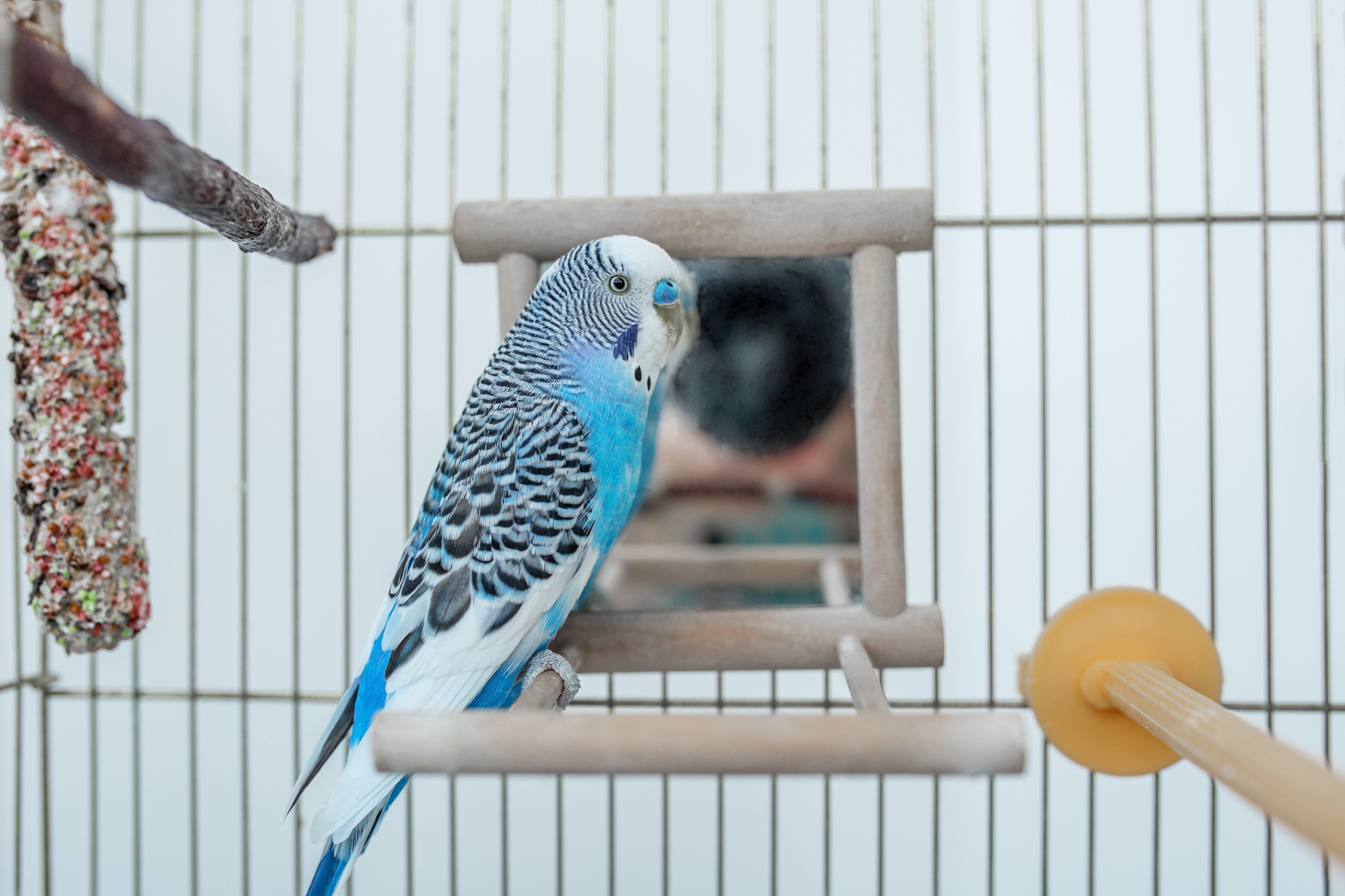 Bird Cages