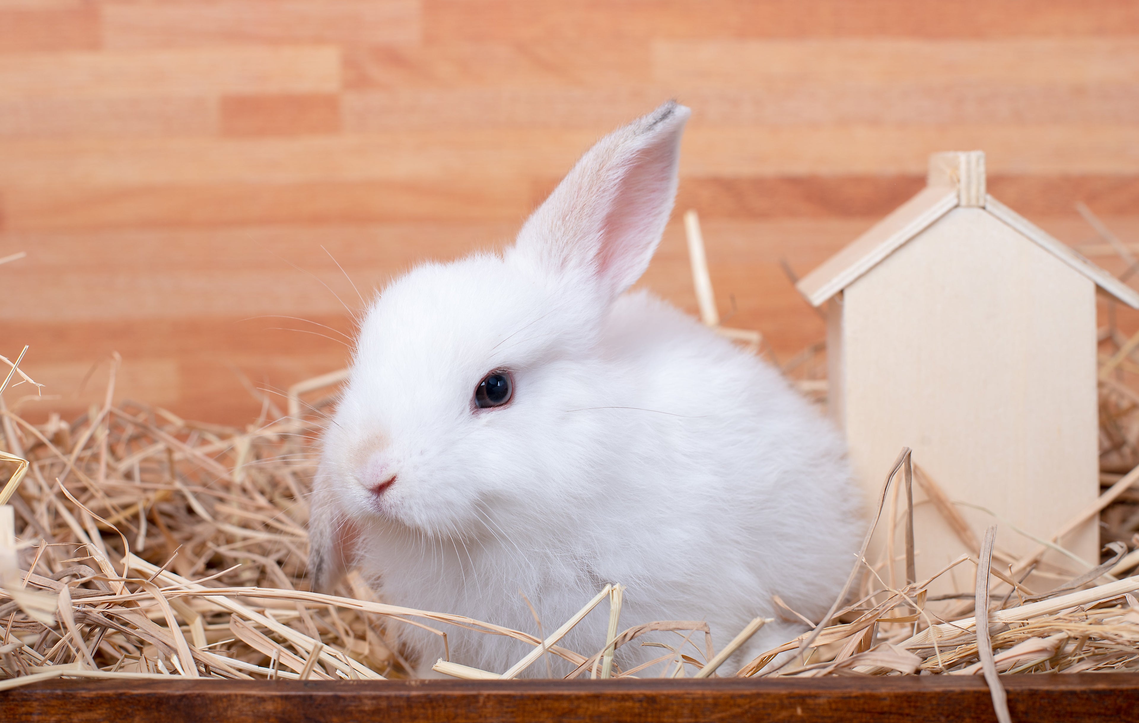 Hutches & Coops