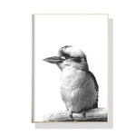 Wall Art 40cmx60cm Kookaburra Black Frame Canvas - Home & Garden > Wall Art