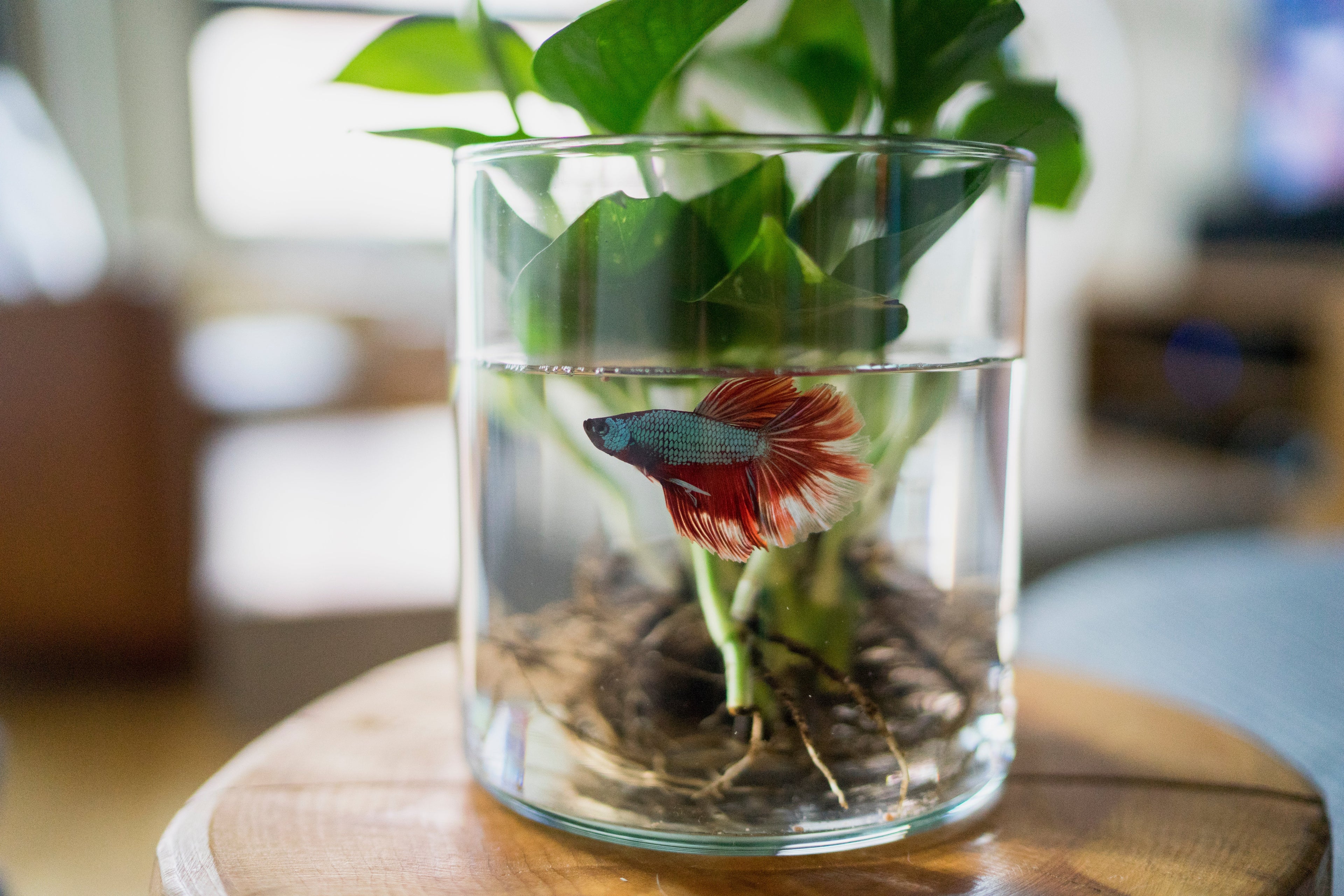 Aquariums