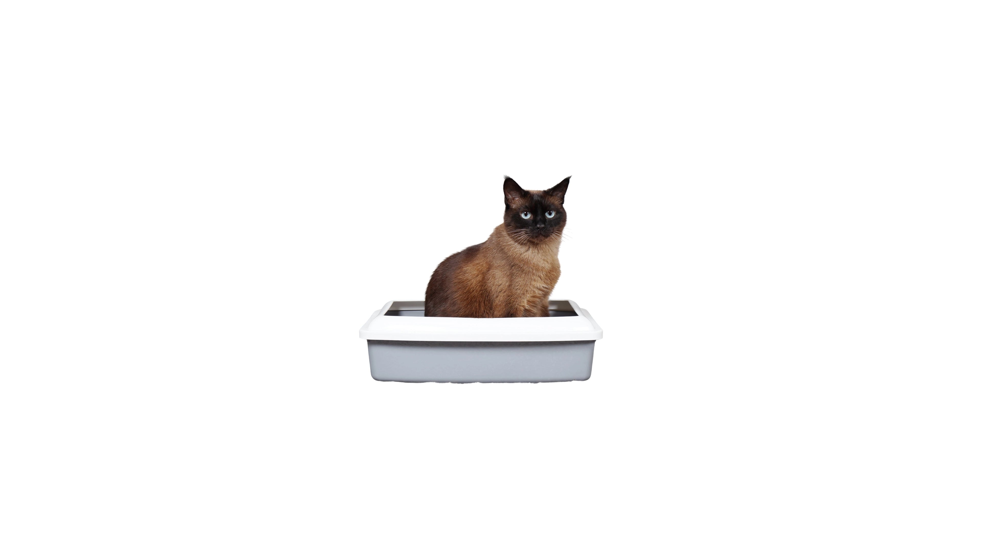 Cat Litter & Accessories