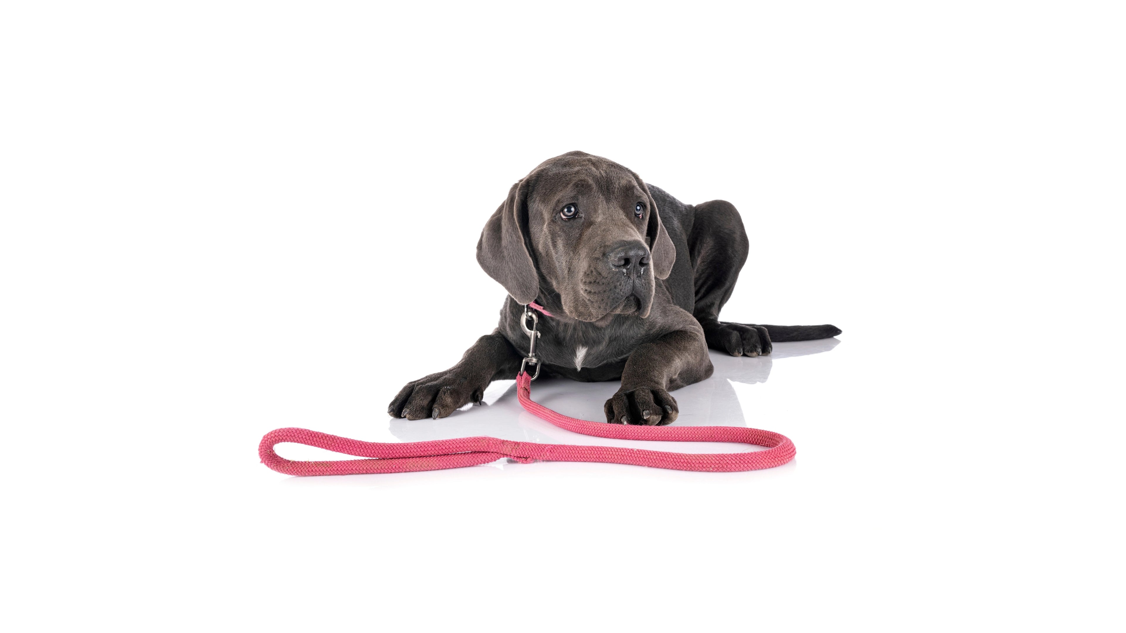 Dog Collars Leads & Harnesses