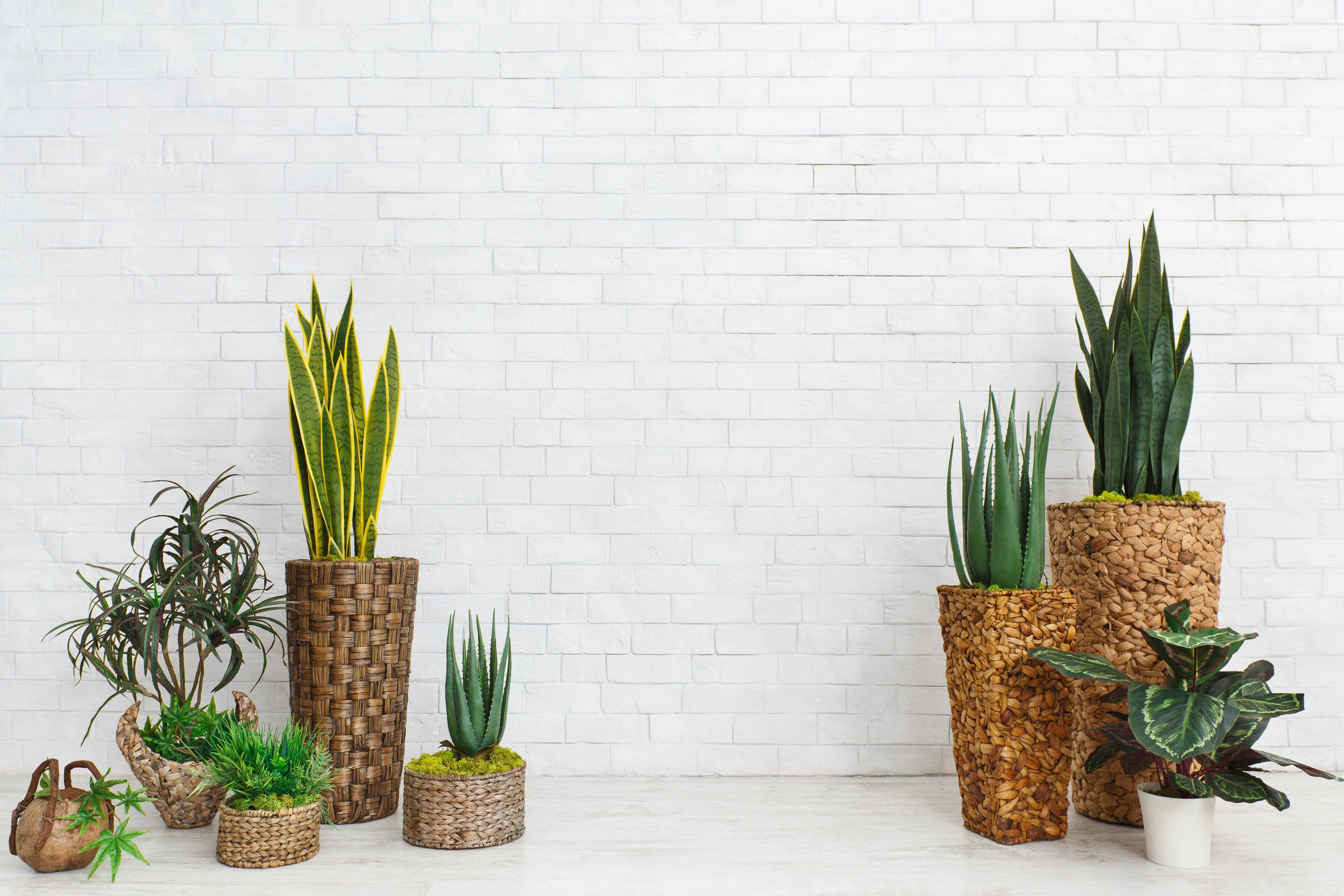 Pots & Planters