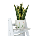 5 Tier Wooden Ladder Shelf Stand Storage Book Shelves Shelving Display Rack - Furniture > Office