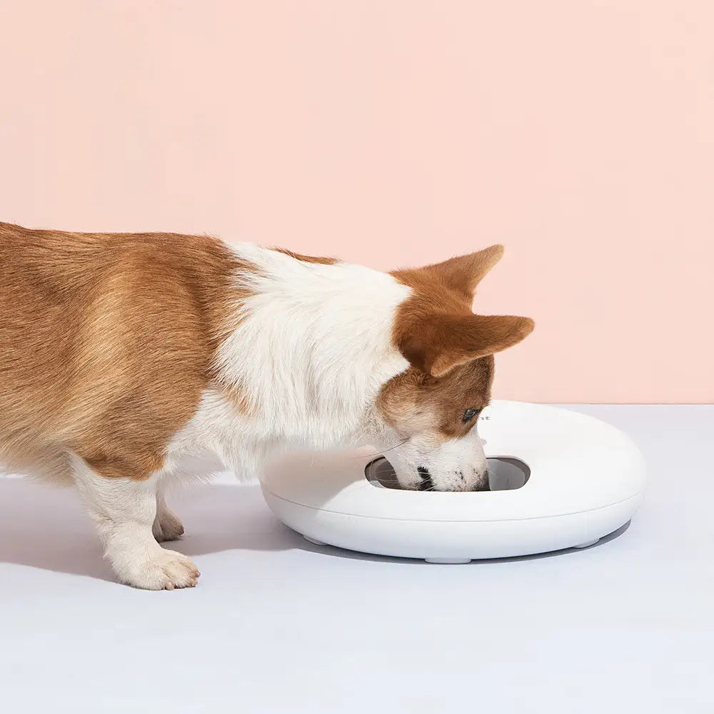 6 Meal Automatic Pet Dog Cat Food Feeder Dispenser with Programmable Timer White - Pet Care > Dog Supplies > Dog Bowls