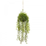 60cm Moss Ball w Senecio Hanging Artificial Plant Flower (with Rope) Fake - Home & Garden > Decor > Vases & Table Decor