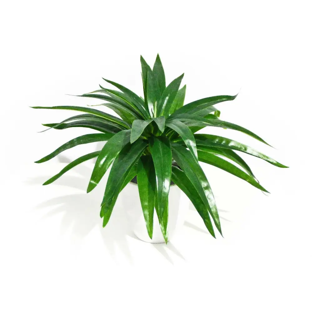 Aloe Vera Stem 30cm - Home & Garden > Artificial Plants