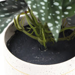 Artificial Bergonia Plant In Decorative Bowl 30cm - Home & Garden > Artificial Plants