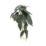 Artificial Bergonia Plant In Decorative Bowl 30cm - Home & Garden > Artificial Plants