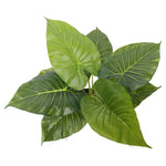 Artificial Potted Taro Plant / Elephant Ear 55cm - Home & Garden > Artificial Plants