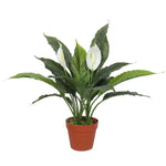 Artificial Spathiphyllum Peace Lily Plant with White Flowers 60cm - Home & Garden > Artificial Plants