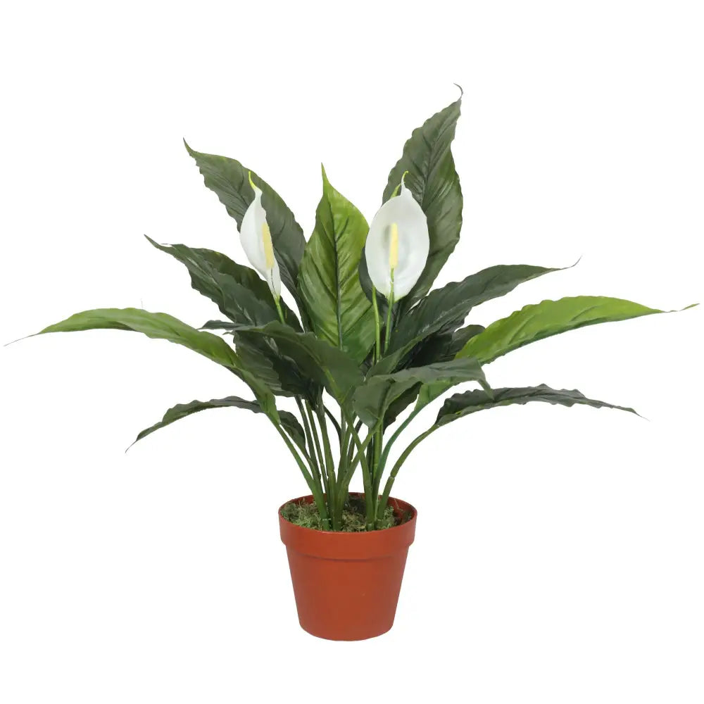 Artificial Spathiphyllum Peace Lily Plant with White Flowers 60cm - Home & Garden > Artificial Plants