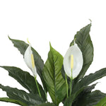 Artificial Spathiphyllum Peace Lily Plant with White Flowers 60cm - Home & Garden > Artificial Plants