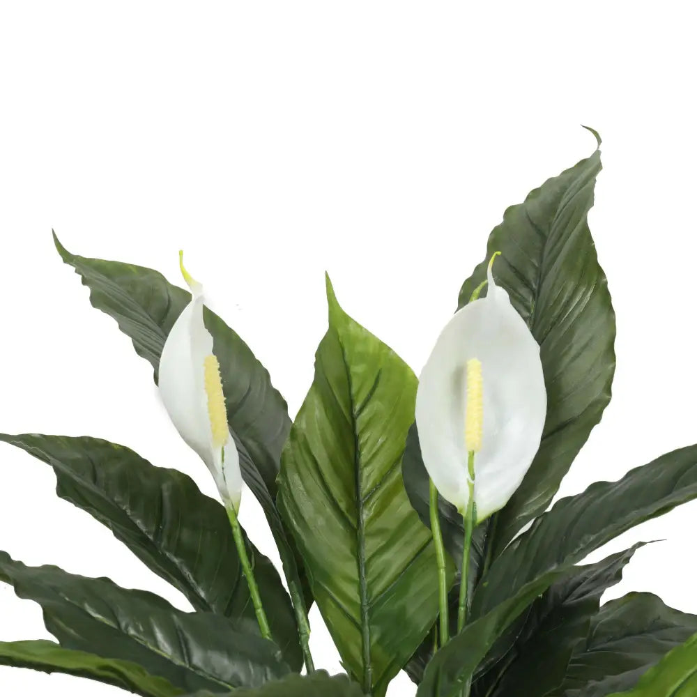 Artificial Spathiphyllum Peace Lily Plant with White Flowers 60cm - Home & Garden > Artificial Plants