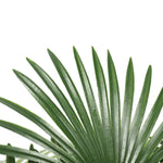 Artificial Wide Leaf Fan Palm Tree 90cm - Home & Garden > Artificial Plants
