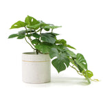 Decorative Ceramic Bowl Potted Artificial Monstera Plant 30cm - Home & Garden > Artificial Plants