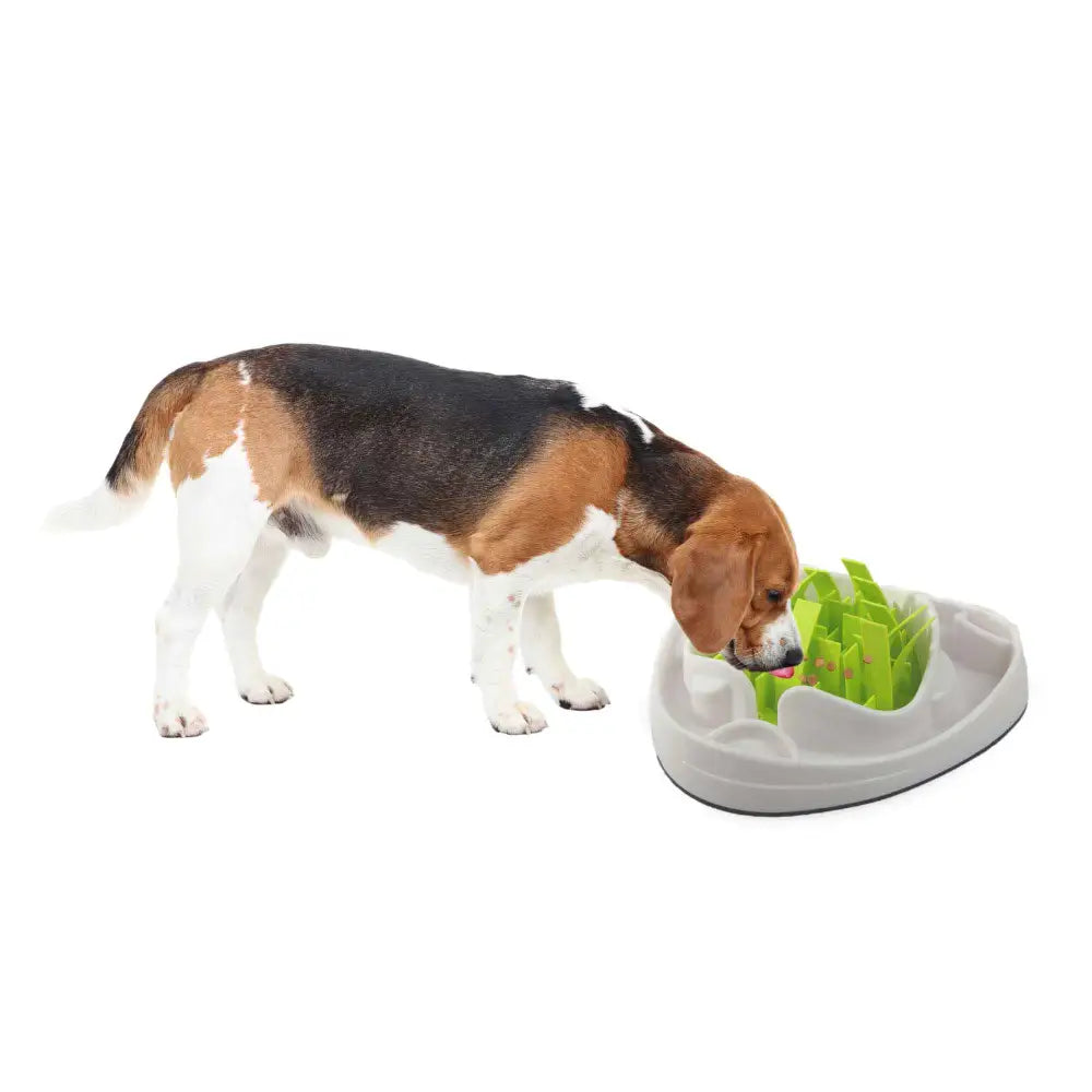 Dog Slow Feeder Bowl - Interactive Puzzle Anti Gulp Puppy Eating Maze AFP Pet - Pet Care > Dog Supplies > Dog Bowls