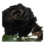 Faux Rose Stem - Home & Garden > Decor