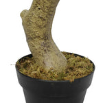Faux White Flowering Magnolia Tree with Pot 130cm - Home & Garden > Artificial Plants