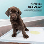 Floofi 100pcs Pet Training Pads Puppy Dog Toilet Pee Indoor Super Absorbent AU - Pet Care > Dog Supplies > Dog Training
