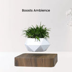 GOMINIMO Magnetic Levitating Plant Pot Dark Brown Base - Home & Garden > Decor