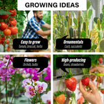 Greenhouse Walk-In Shed 6x3x2M PE Dome Hoop Tunnel Polytunnel - Home & Garden > Green Houses