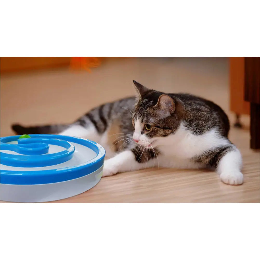 Interactive Cat Track Circle with LED Sound Light Rolling Ball - Chase Play Toy - Pet Care > Toys > Cat Toys