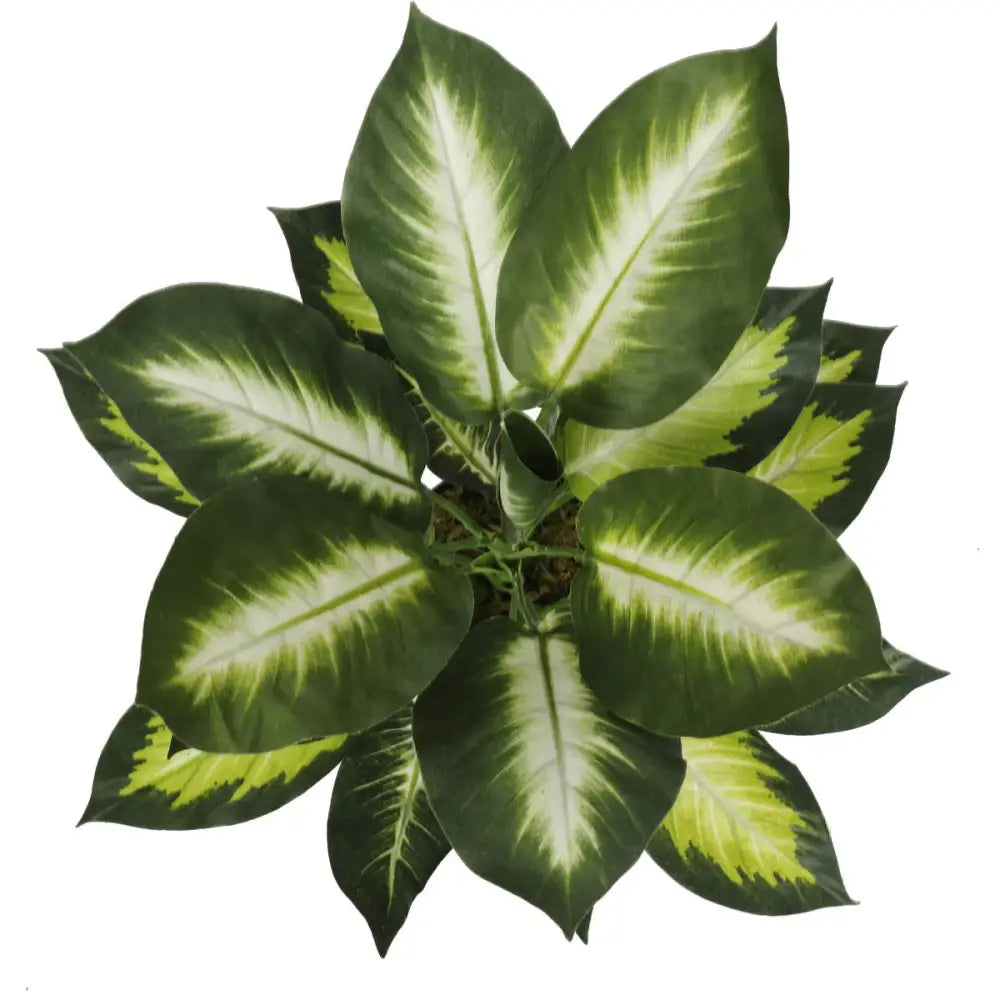 Leopard Lily (Dieffenbachia) with Pot 40cm - Home & Garden > Artificial Plants