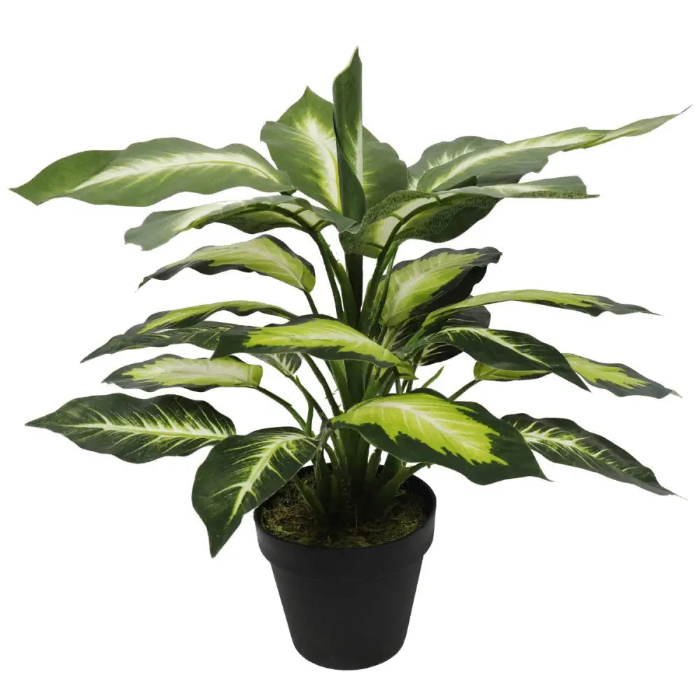 Leopard Lily (Dieffenbachia) with Pot 40cm - Home & Garden > Artificial Plants