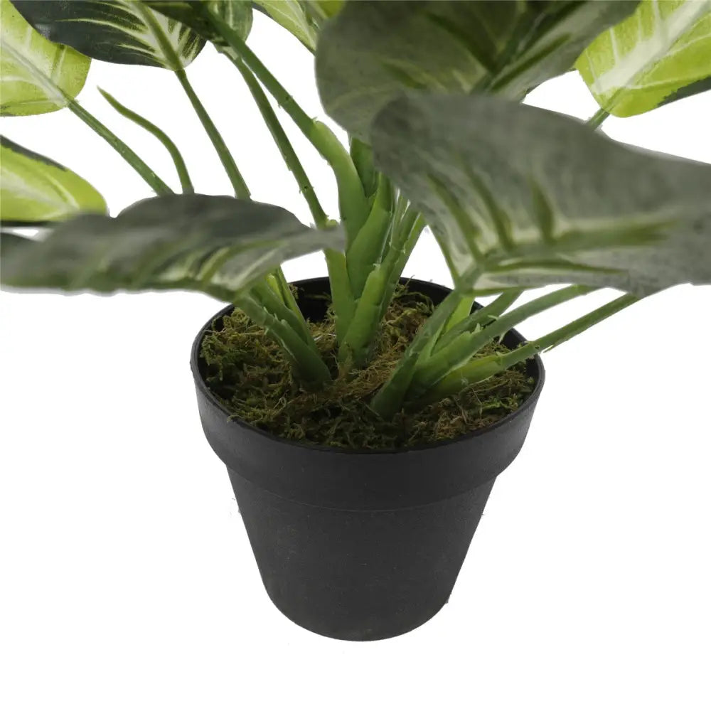 Leopard Lily (Dieffenbachia) with Pot 40cm - Home & Garden > Artificial Plants