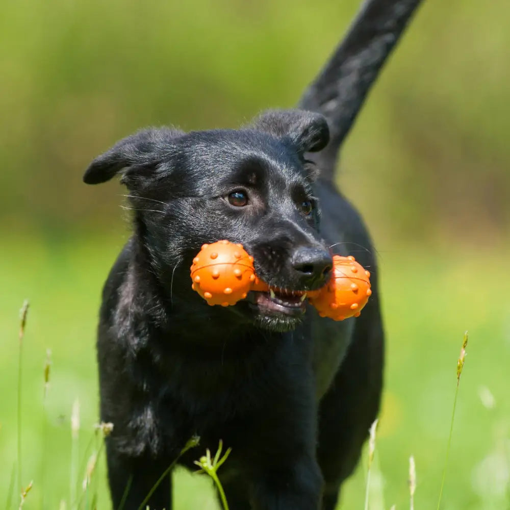 Major Dog Barbell Fetch Toy for Small Dogs - Pet Care > Toys > Dog Toys