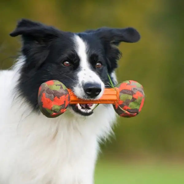 Major Dog Barbell - Large - Retrieval Toy - Pet Care > Toys > Dog Toys