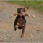 Major Dog Catch Dummy - Fetch Toy for Small Dogs - Pet Care > Toys > Dog Toys