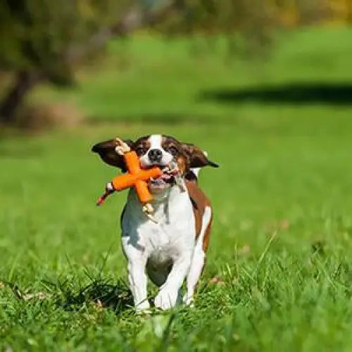 Major Dog Fetch X Toy for Small Dogs - Pet Care > Toys > Dog Toys