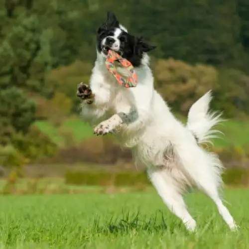 Major Dog Flying Felix - Fetch Toy - Pet Care > Toys > Dog Toys