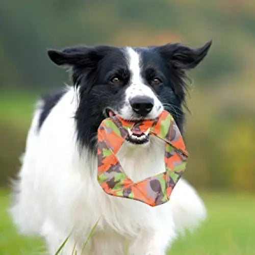Major Dog Flying Felix - Fetch Toy - Pet Care > Toys > Dog Toys