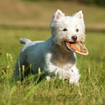 Major Dog Mini Frisbee - Fetch Toy - Pet Care > Toys > Dog Toys