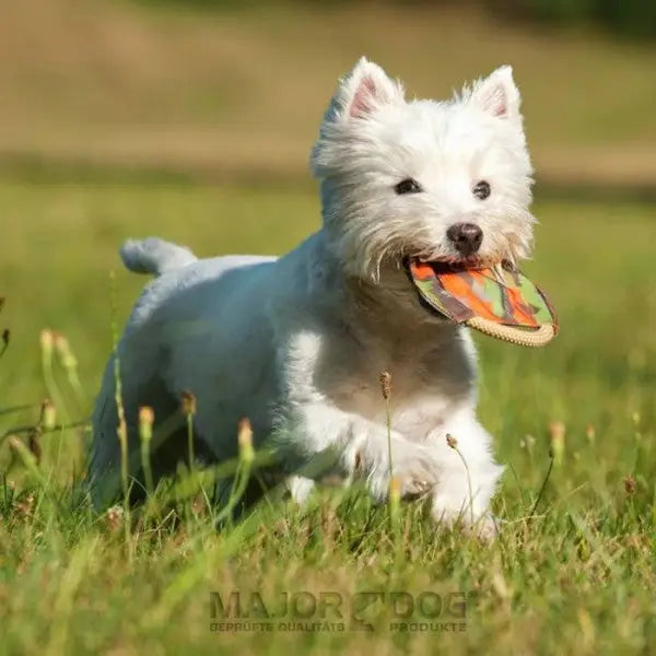 Major Dog Mini Frisbee - Fetch Toy - Pet Care > Toys > Dog Toys