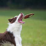 Major Dog Mini Frisbee - Fetch Toy - Pet Care > Toys > Dog Toys