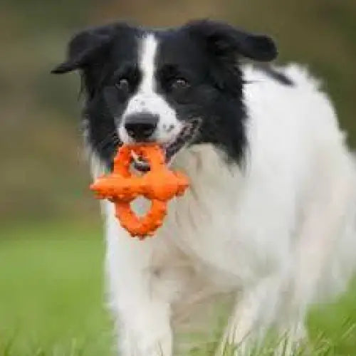 Major Dog Octopus Retrieval Ball - Large - Fetch Toy - Pet Care > Toys > Dog Toys