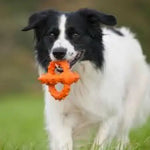 Major Dog Octopus Retrieval Ball - Small - Fetch Toy - Pet Care > Toys > Dog Toys
