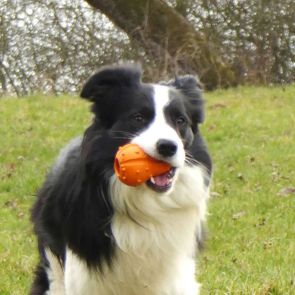 Major Dog Pumpkin Treat Toy - Pet Care > Toys > Dog Toys