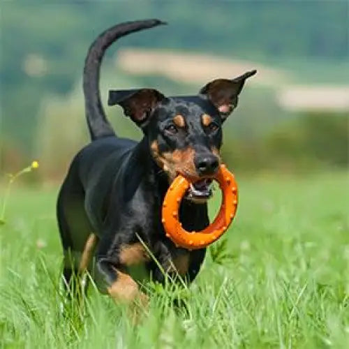 Major Dog Ring Rudi Fetch Toy - Pet Care > Toys > Dog Toys