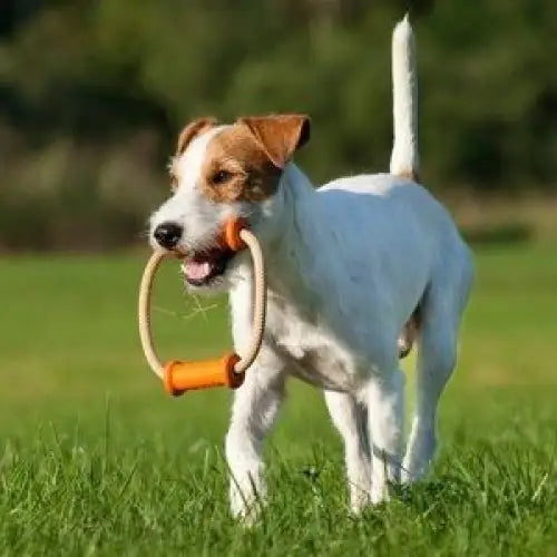 Major Dog Scuffle Dummy Small - Tug Toy - Pet Care > Toys > Dog Toys