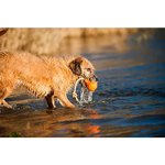 Major Dog Swimming Eddy Floating Fetch Toy with Handle - Large - Pet Care > Toys > Dog Toys